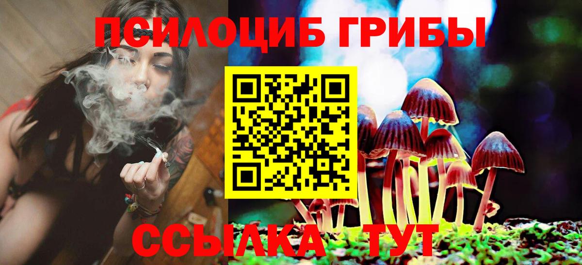 Галлюциногенные грибы Psilocybe Новодвинск